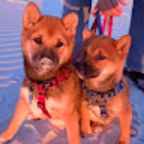 Meet your Posher, Rachelle - Picture 1 of 1